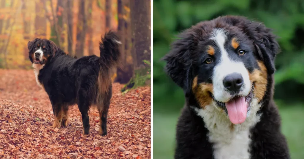 Bernese Mountain Dog