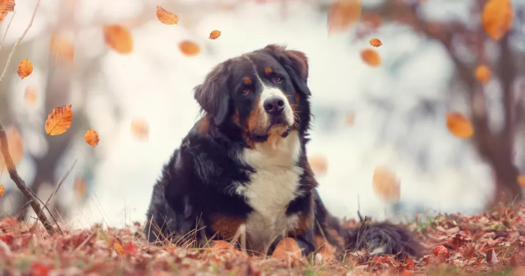 Bernese Mountain Dog