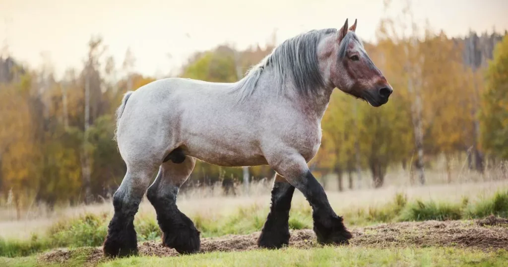 Big Belgian Draft Horse