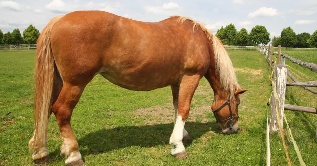 Big Clydesdale horse