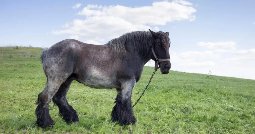 Big Dutch Draft Horse horse