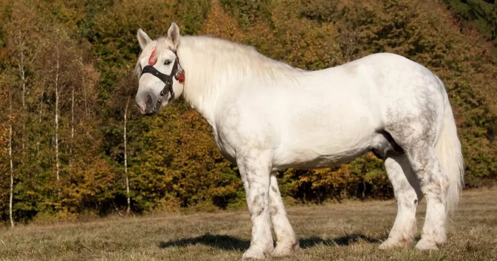 Big Percheron horse