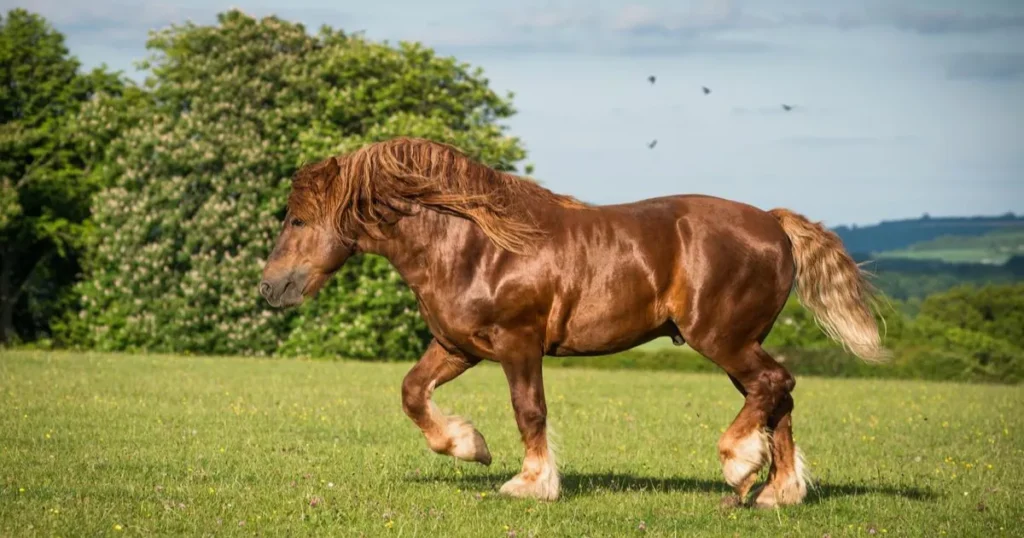 Big Suffolk Punch horse