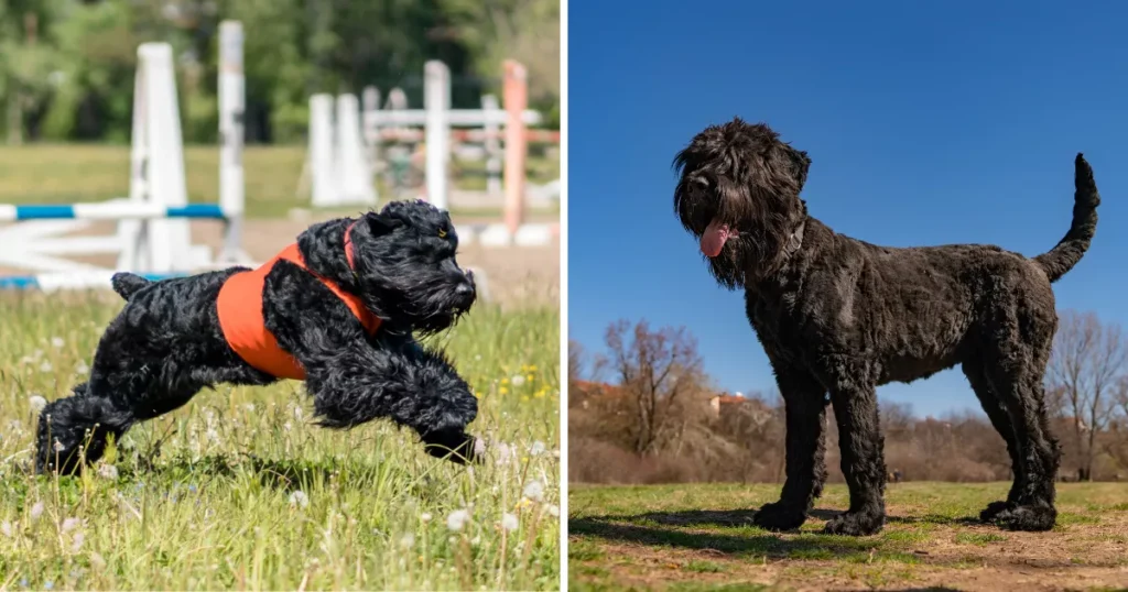 Black Russian Terrier