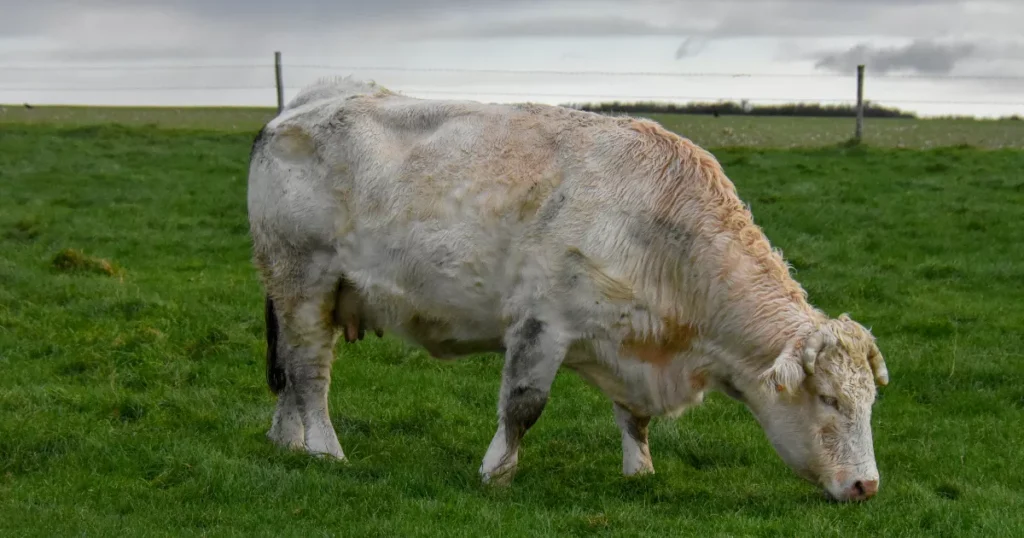 Blonde d'Aquitaine cattle