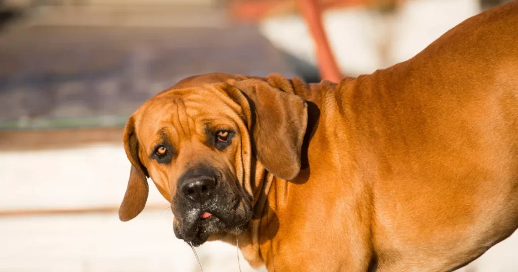 Boerboel