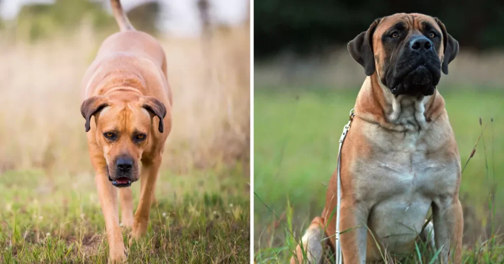 Boerboel