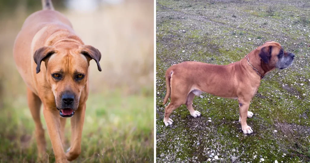 Boerboel