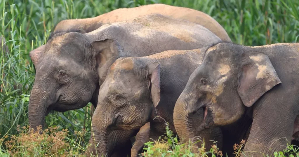 Bornean Elephant