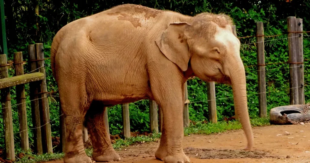 Borneo Pygmy Elephant