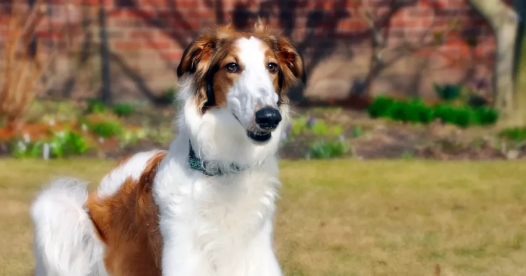 Borzoi