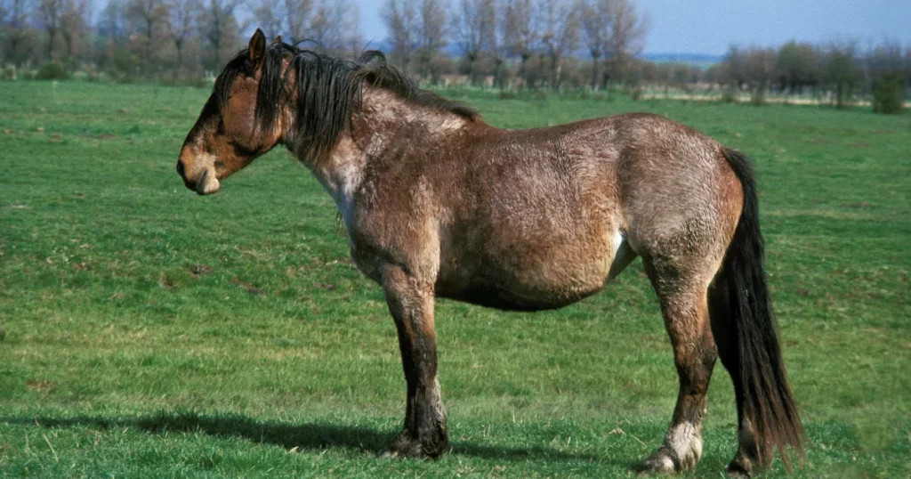 Boulonnais Horse