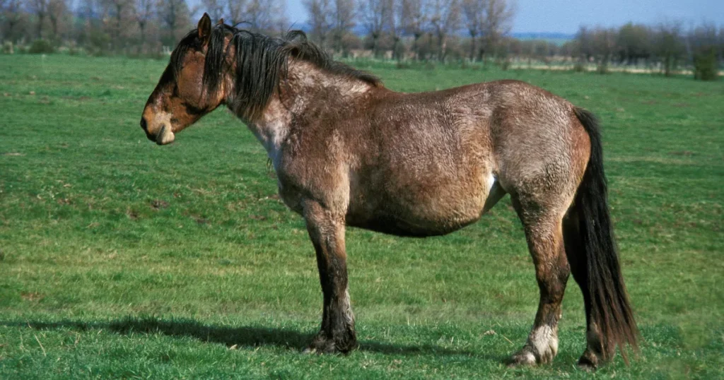 Boulonnais Horse