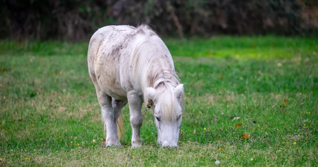 Boulonnais Horse