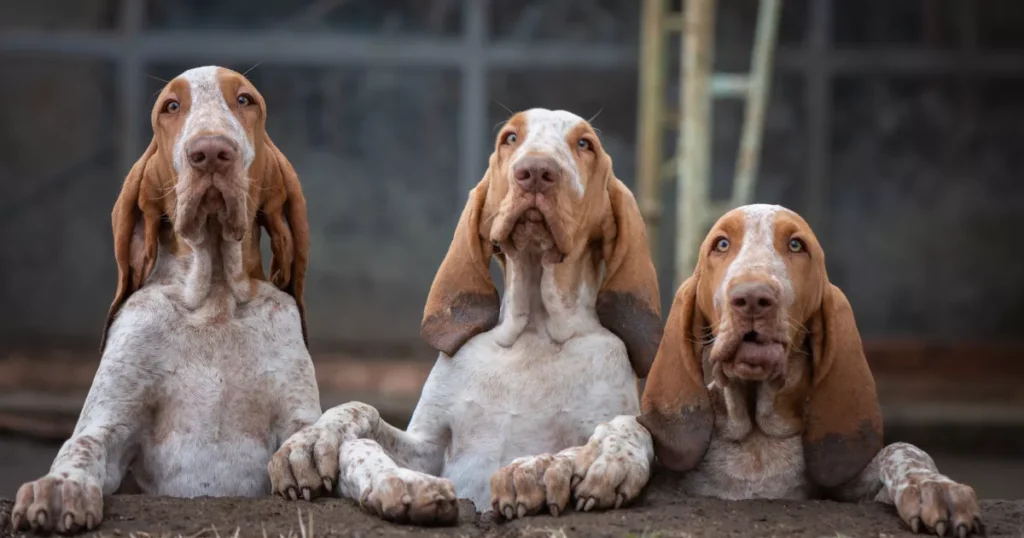 Bracco Italiano