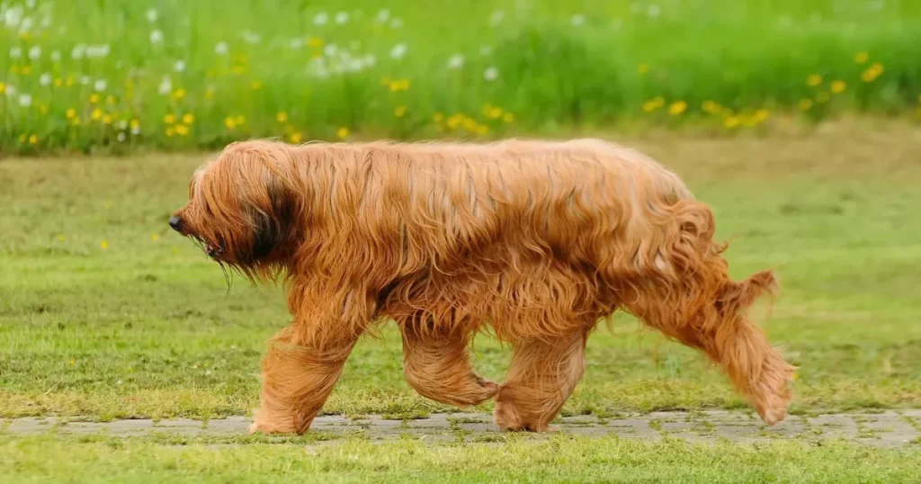 Briard