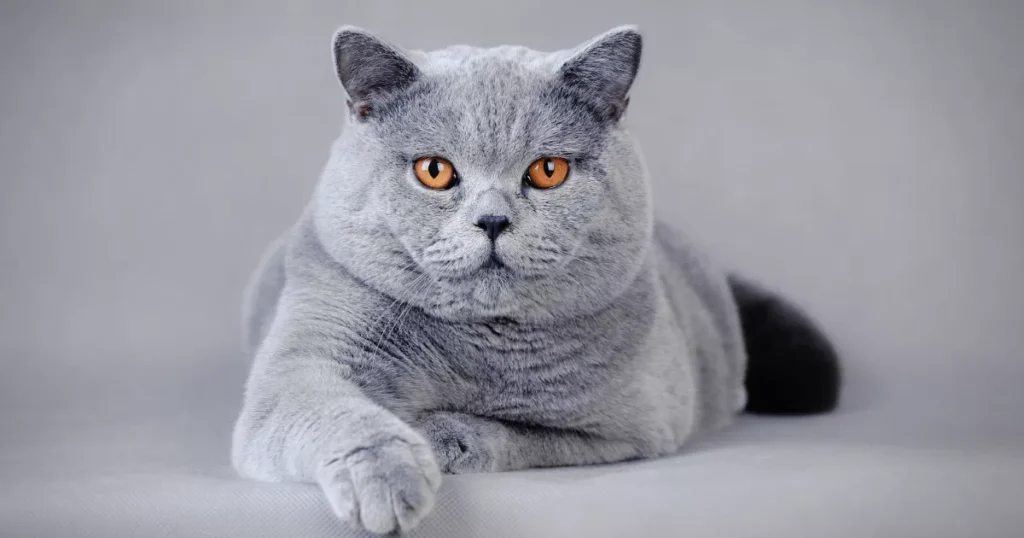 British Shorthair