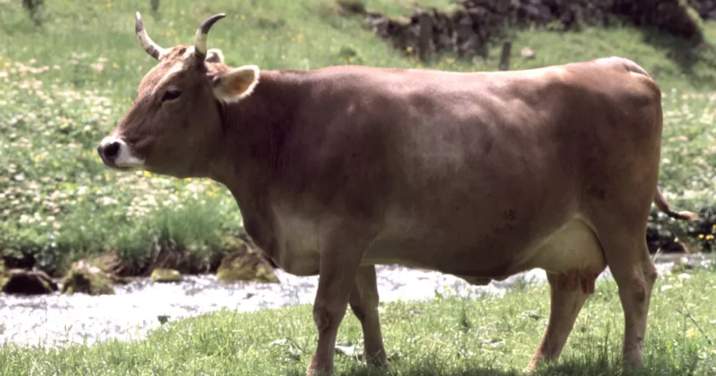 Brown Swiss Cow