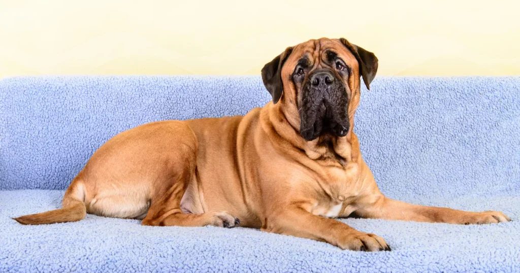 Bullmastiff