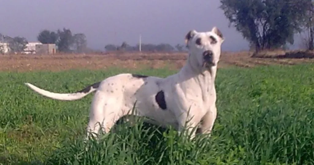 Bully Kutta