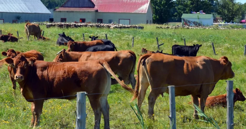 Canadienne cattle