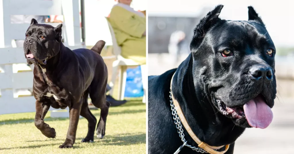 Cane Corso