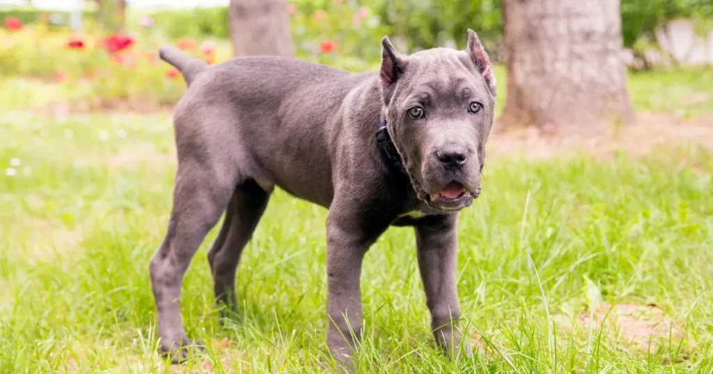 Cane Corso