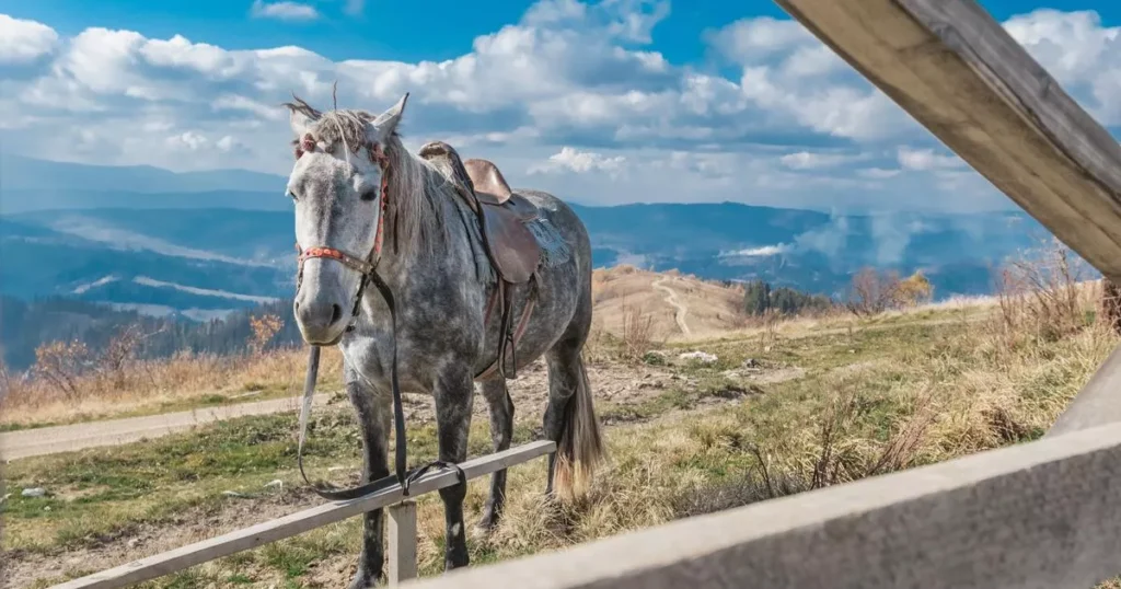 Caspian Horse