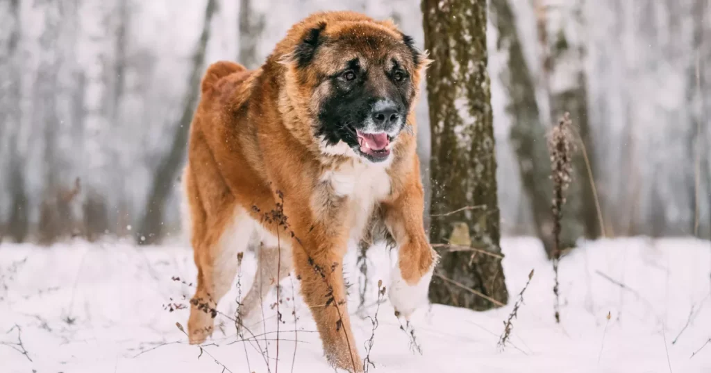 Caucasian Shepherd Dog