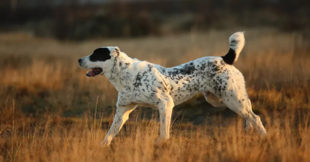 Central Asian Shepherd Dog