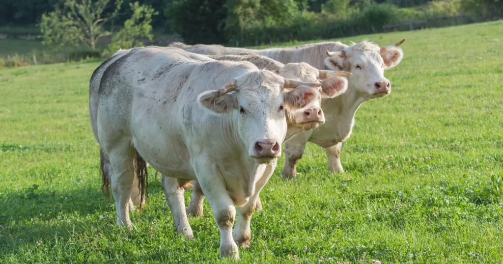 Charolais Cow