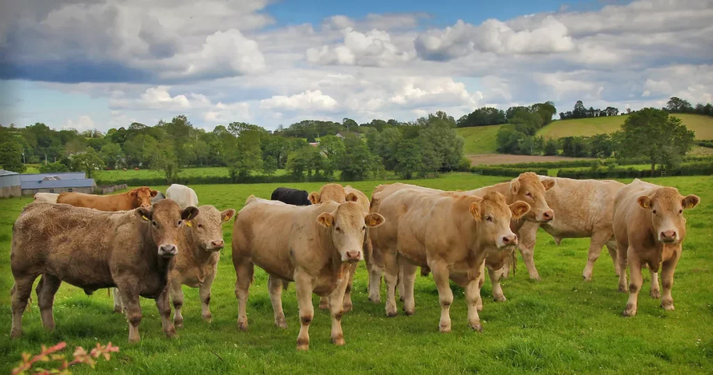 Charolais cattle