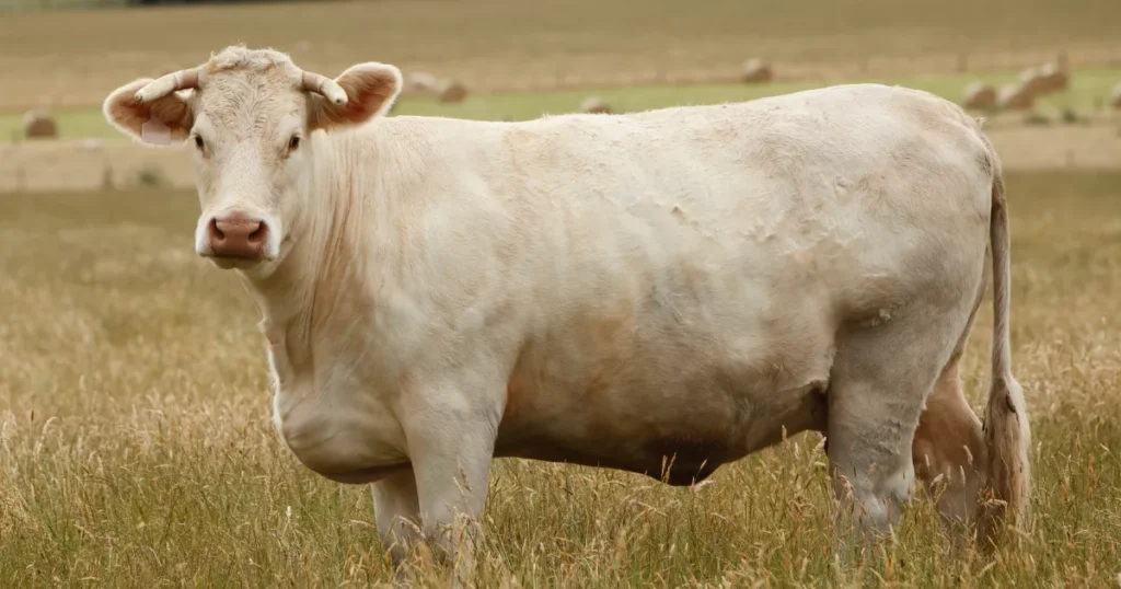 Charolais cattle