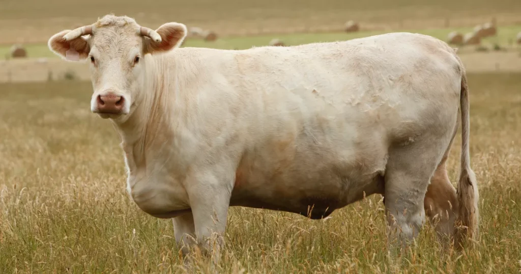 Charolais cow