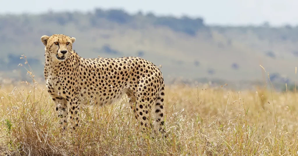 Cheetah