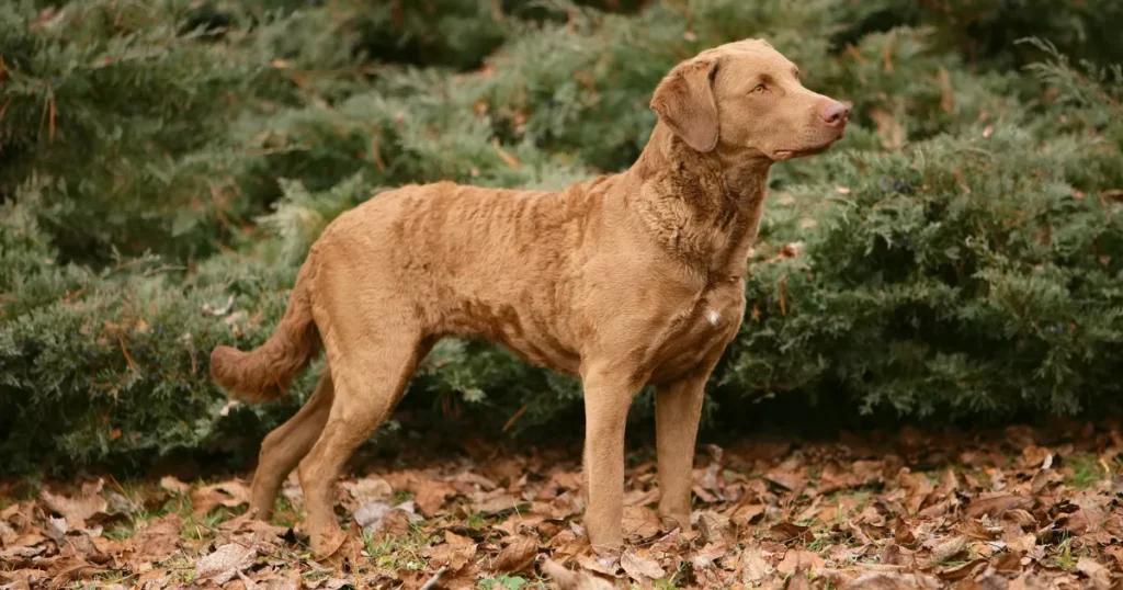 Chesapeake Bay Retriever 