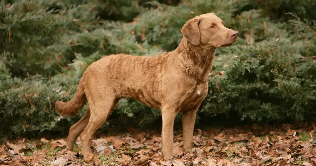 Chesapeake Bay Retriever