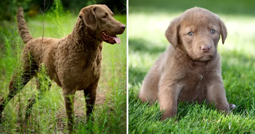 Chesapeake Bay Retriever