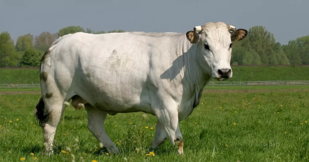 Chianina Cattle