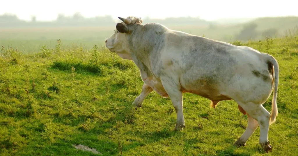 Chianina cattle