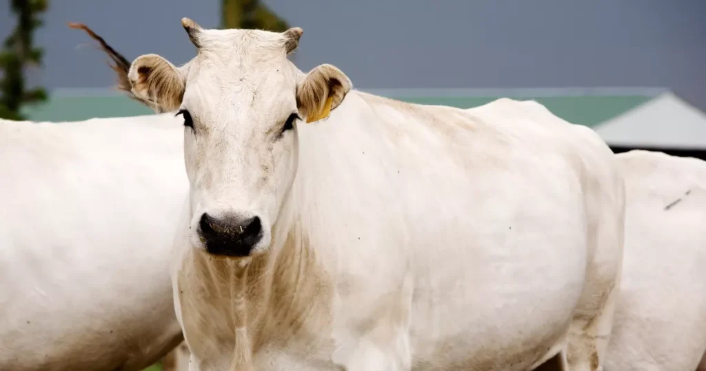 Chianina cattle