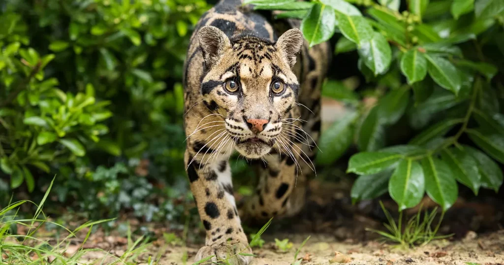 Clouded Leopard