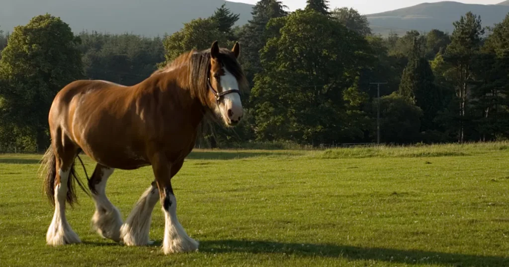 Clydesdale 