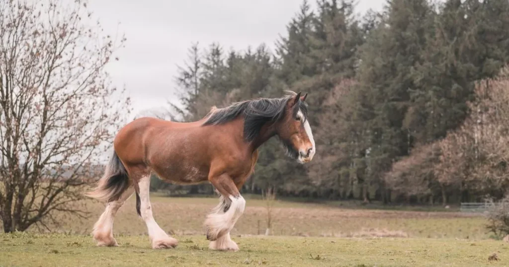 Clydesdale 