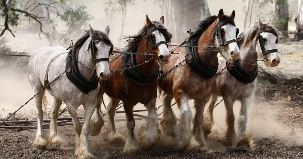 Clydesdale Horses