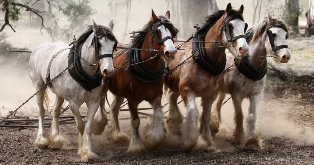 Clydesdale horses walking outside