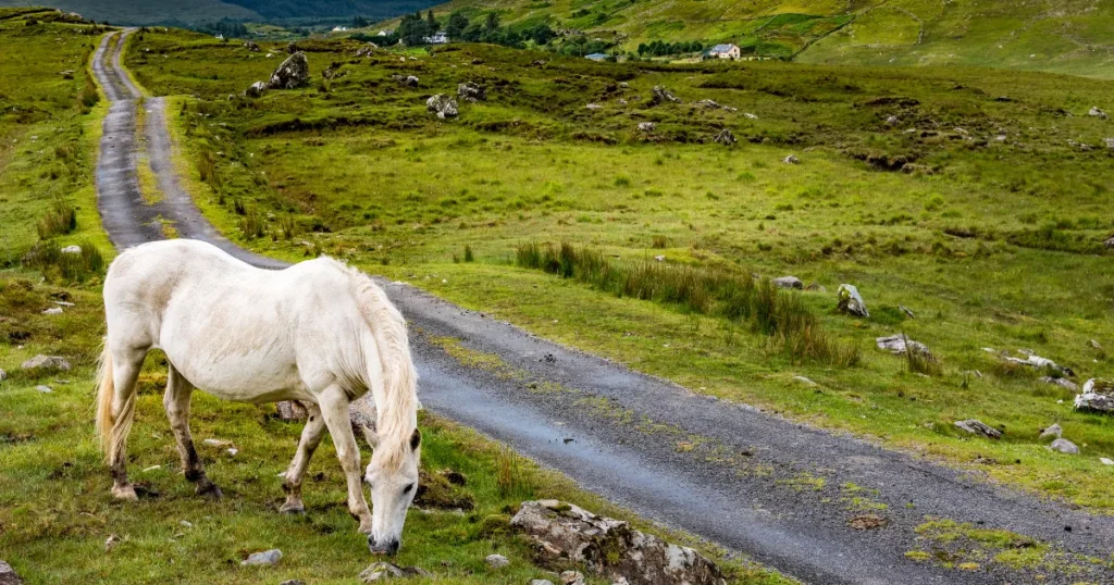 Connemara Pony