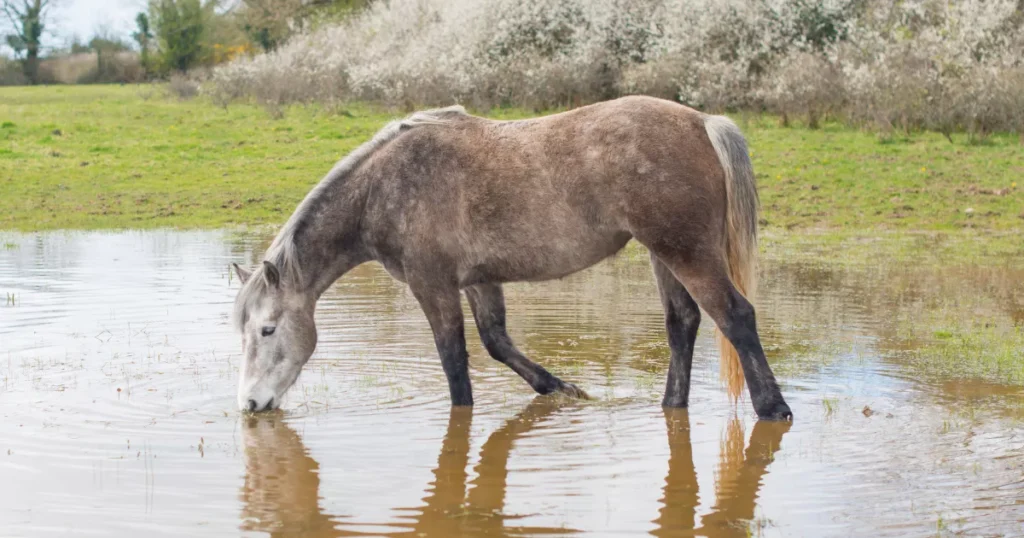 Connemara Pony