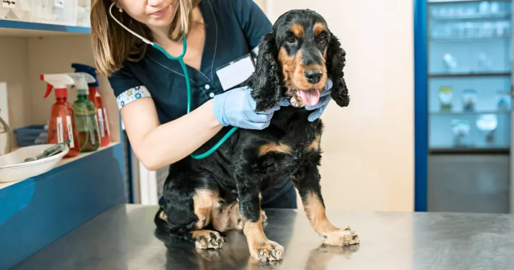 Veterinarian consulting a dog