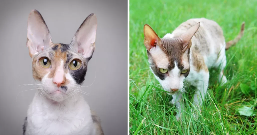 Cornish Rex